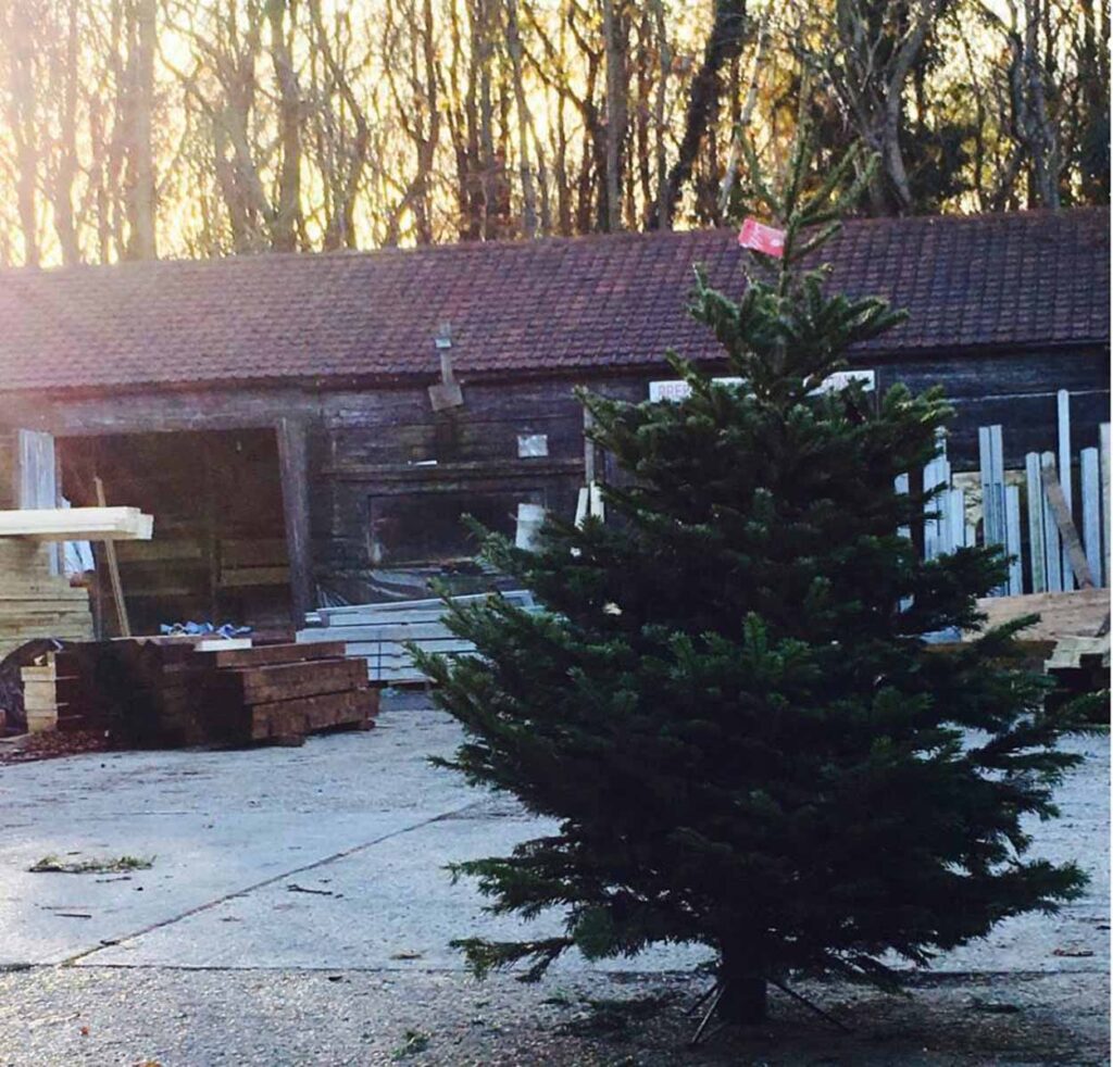 Premium Nordmann Non Drop Christmas Tree 7' 8' Daws Heath Timber Ltd