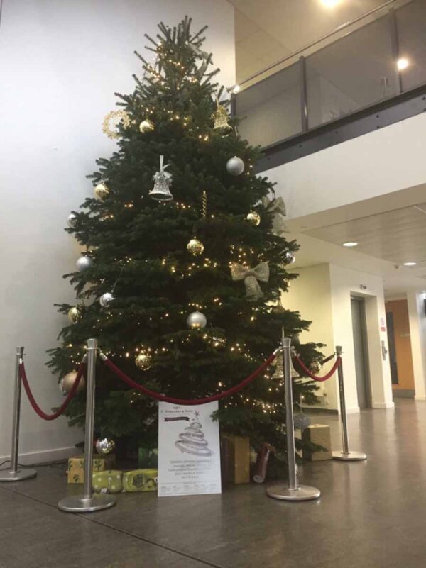 Premium Nordmann Non Drop Christmas Tree 14' Daws Heath Timber Ltd